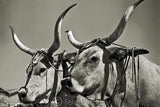 Buoi con giogo  San Donato, GR  1938