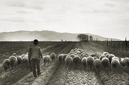 Ritorno all’ Ovile 1933