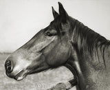 Maremma grossetana, 1936