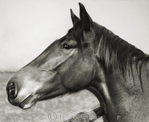 Maremma grossetana, 1936