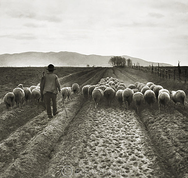 The Shepherd, 1933