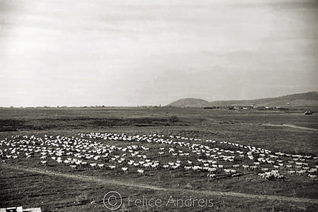 Merca del Bestiame 1935